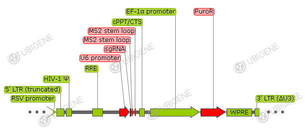 lenti sgRNA(MS2) vector formula